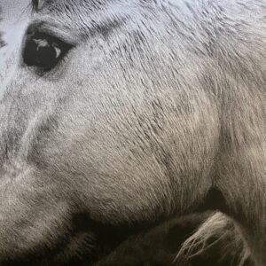 Bonny Light Horseman ‎– Bonny Light Horseman