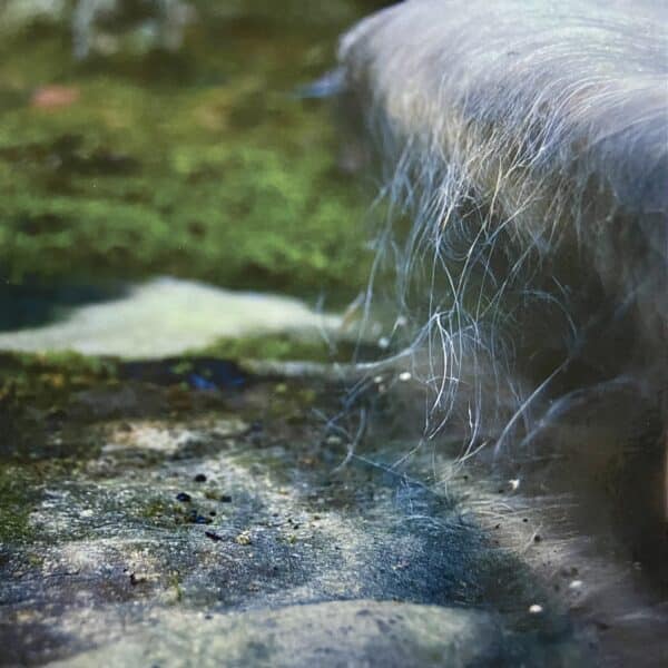 Mohel – The Second Temple