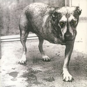 Tulossa / Alice In Chains – Alice In Chains