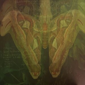 真美鳥 Ulithi Empress Yonaguni San – 25/12/2013